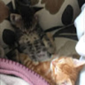 Meet your Posher, Lizzy